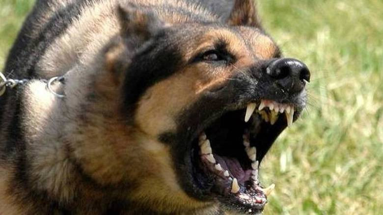 Άγρια επίθεση δύο σκύλων σε γυναίκα στην Καλαμάτα:  «Ένιωσα να μου ξεριζώνει ένα κομμάτι από το πόδι»